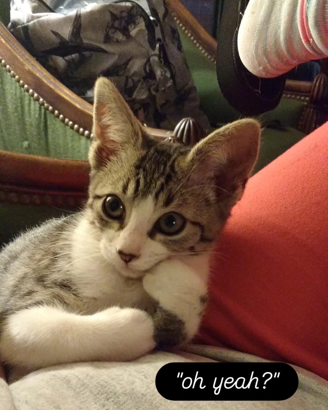 Tuni as a kitten